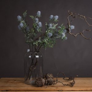 Eryngium Thistle