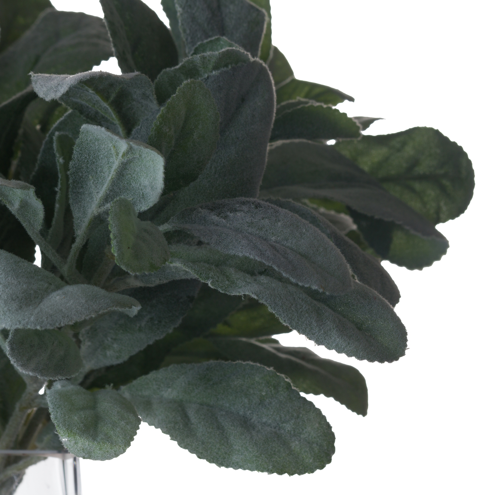 Lambs Ear Spray - Image 4