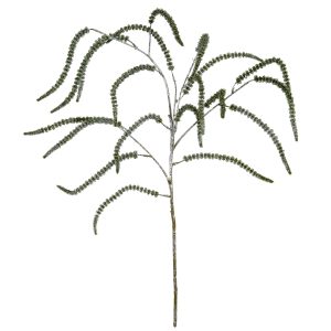 Festive Amaranthus