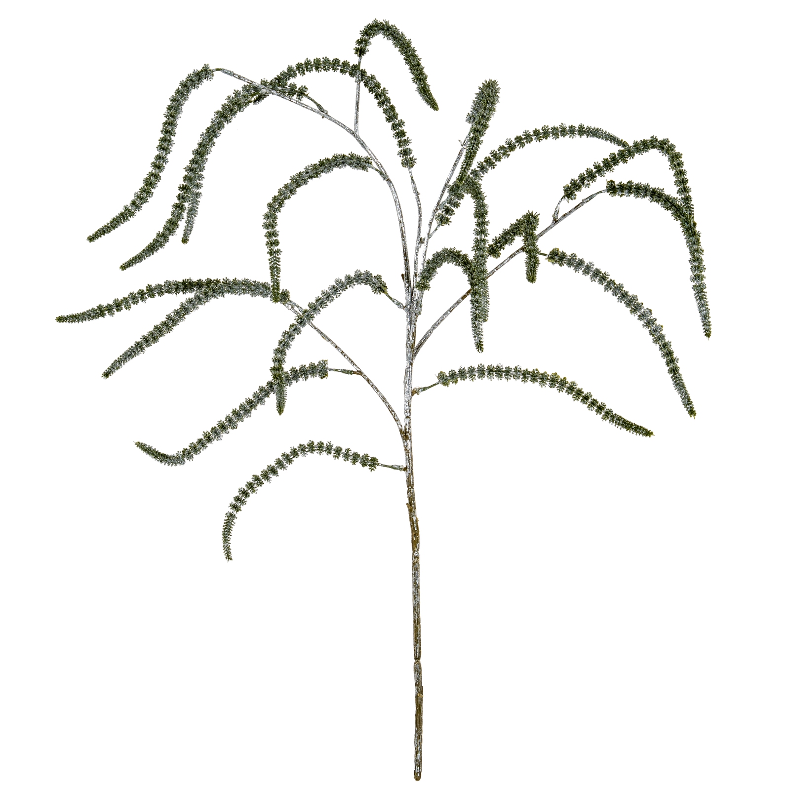 Festive Amaranthus