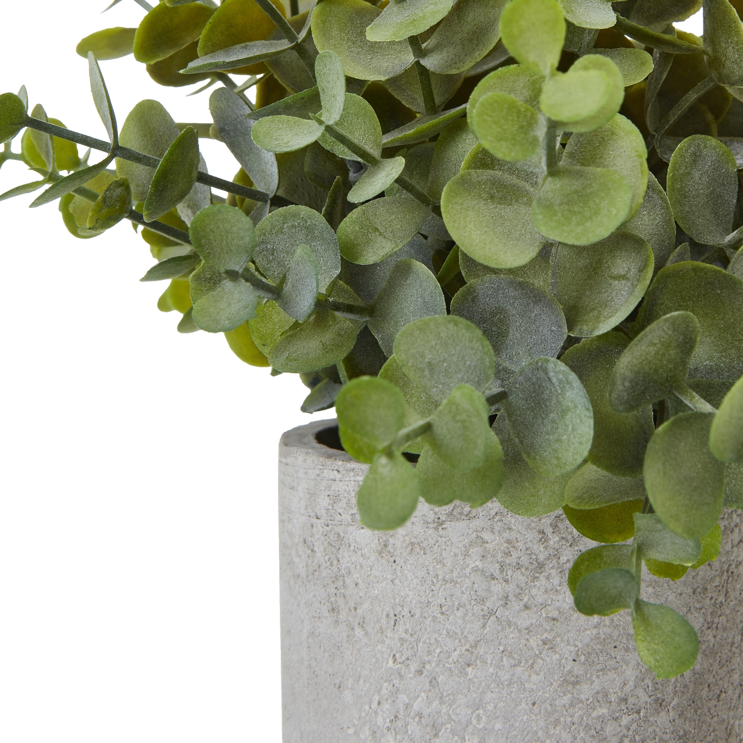 Small Button Eucalyptus Plant In Grey Pot - Image 2