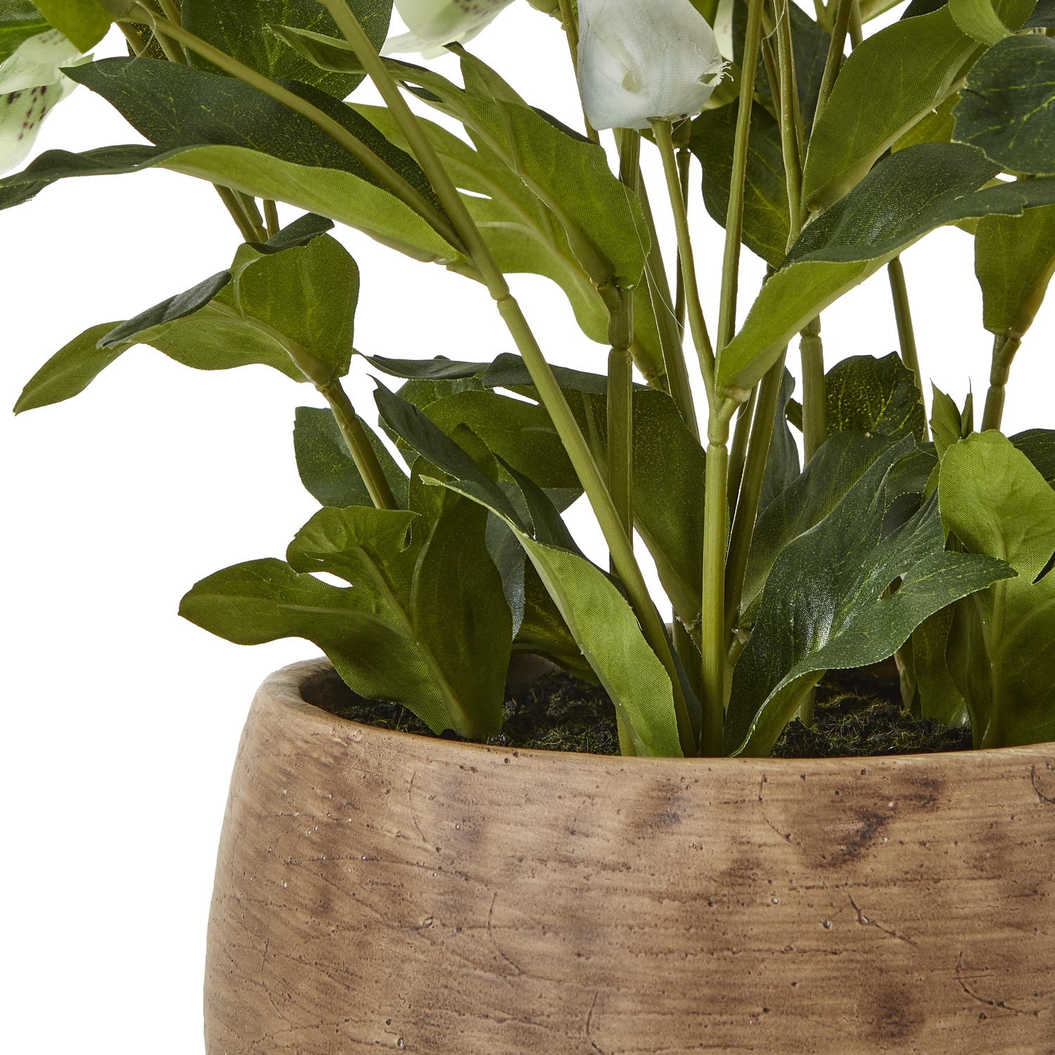 Green Hellebore Plant In Taupe Pot - Image 4