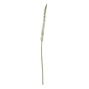 White Eremurus Stem