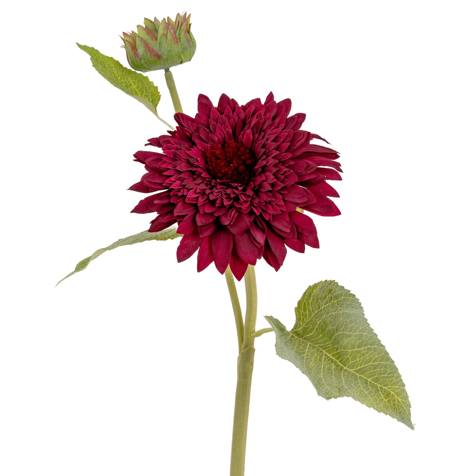 Dahlia Burgundy Raven Stem - Image 3