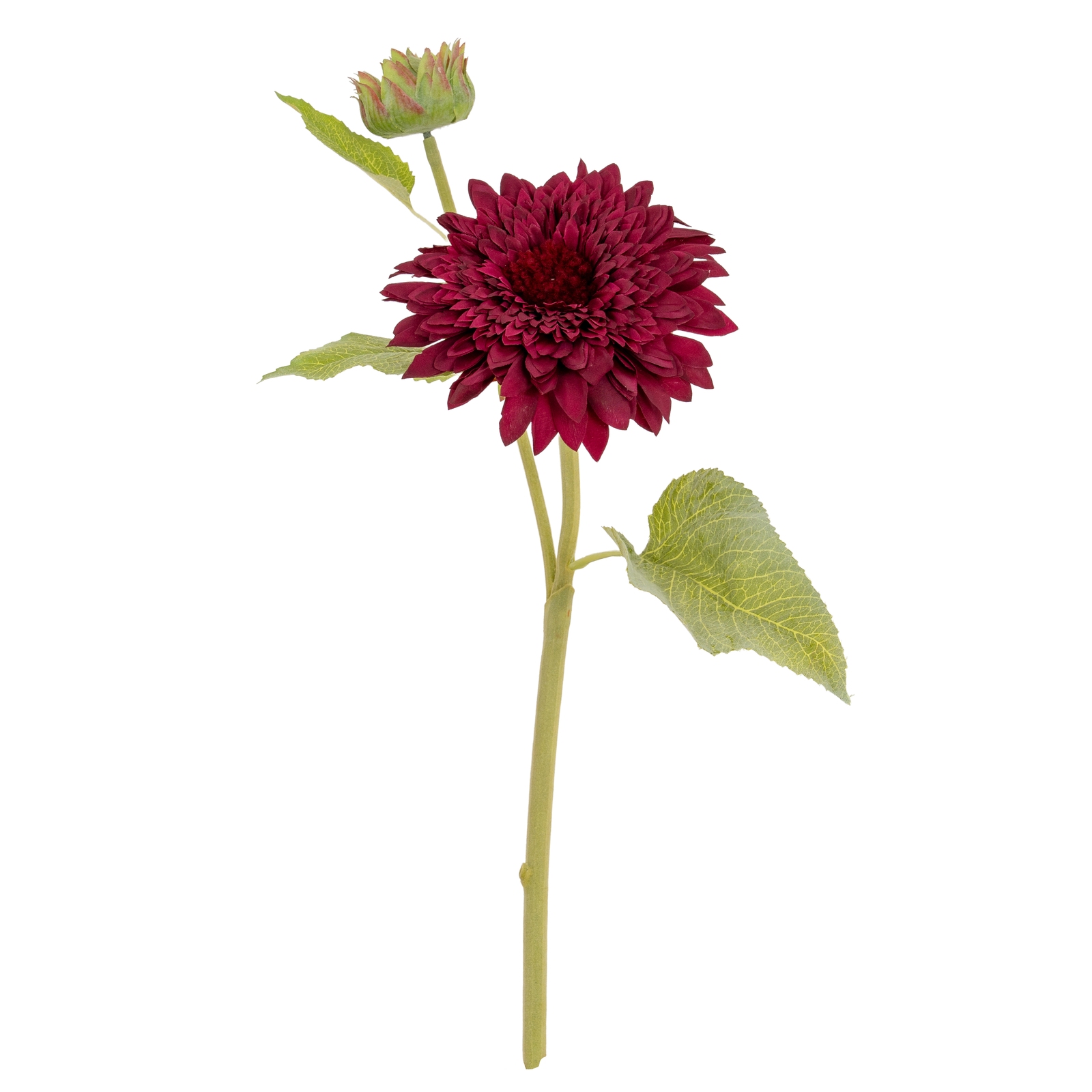 Dahlia Burgundy Raven Stem - Image 4