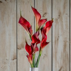 Fireball Calla Lily