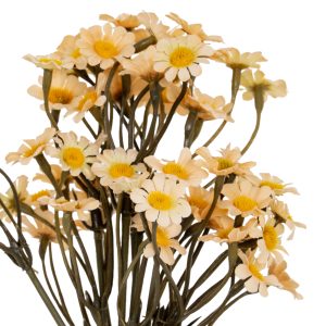 Cream Daisy Bunch