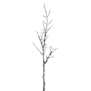 Snowy Winter Woodland Branch